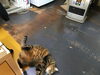 「ヒーターの前でゴロゴロ」