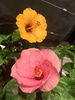 今日開花の鉢植えハイビスカス「〜ありがとうございます〜」