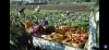 賀来賢人さんの後ろで耕しているのが私です！「☆カラフル野菜の小山農園、メルカリCMに登場☆」