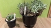 「テイクアウト専門店の多肉植物。」