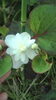 「大好きなどくだみの花(八重)」