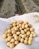 少量ですが白丹波大豆！「６月から始めた大豆栽培！収穫(^^)《西京区 大原野 上田とうふ 直売所 上田とうふファーム》」