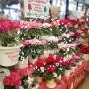 「【はなやHOK皆生店】シクラメン、ポインセチア入荷しました」