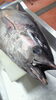 「境港産本マグロ入荷」