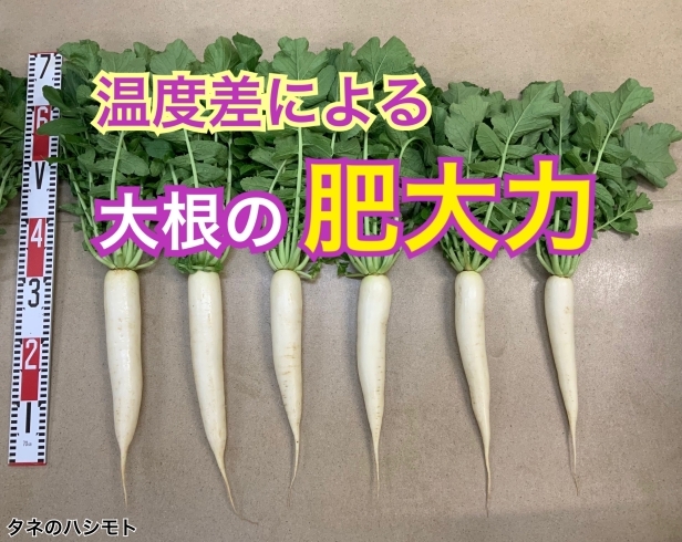 「【温度が重要！】冬大根の育て方　大根の産地からお届け　タネのハシモト」