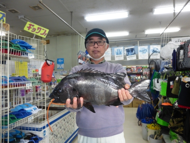 石鯛５３センチ／２．６３キロ　釣り場／青島本島「先週までの釣り情報です！【宮崎市】【青島】【釣り】」