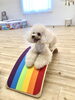 きなこちゃんバランスボード上でリラックス　🤣「ましゅまろ幼稚園🐶」