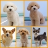 豊平区月寒東のトリミングショップ 犬の床屋さんちゃいるどっく 信頼のクオリティを提供 リーズナブルな価格設定 人気のオプション歯磨き 炭酸泉浴などあります 犬の床屋さん ちゃいるどっくのニュース まいぷれ 札幌市豊平区 清田区