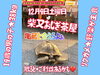 「12.4（土）柴又『おじぎ茶屋』さんの一日店長リクガメ『亀蔵』君に会いに行こう！『亀家本舗で亀さん展』まいぷれコラボ企画」
