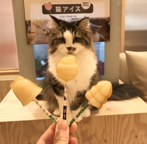 猫アイス【宮崎ナナイロ(メガドンキ)にある猫カフェ・漫画・ドリンク