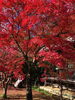 「紅葉情報」