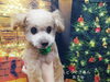おめめおっきくなっちゃった「☆12/10(金)11(土)12(日)17(金)20(月)トリミング空きあります☆【上鳥羽　南区吉祥院　トリミング　ペットサロン　どっぐさろんあきゅ」