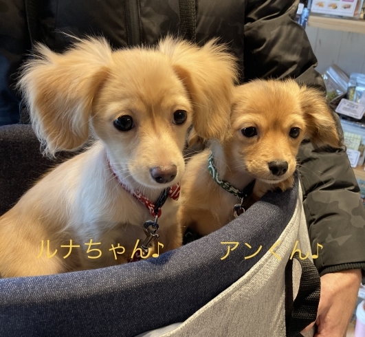 「ご来店ありがとうございます♪【金沢区♪追浜♪犬♪猫♪ケーキ♪クリスマス】」