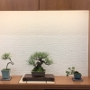 お寿司屋さんと盆栽