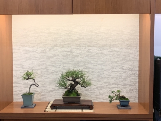 向かって左から赤松、黒松、赤石五葉松「お寿司屋さんと盆栽」