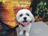 笑顔o(*⌒―⌒*)o「☆12/11(土)12(日)17(金)トリミング空きあります☆【上鳥羽　南区吉祥院　ペットサロン　トリミング　どっぐさろんあきゅ」