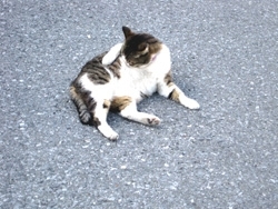 国吉駅前のロータリーにわがもの顔で寝転ぶ猫が。こちらは駅前にある食堂の猫さんだそうで、すでに国吉駅の主になりつつある。