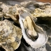 淡路島の南あわじ市湊にある牡蠣の食べ放題❣️✨かき小屋あわじ✨   香川県志度産のおいしい牡蠣最高です❤️❤️ 牡蠣ごはん、味噌汁付き✨淡路島グルメ❤️焼肉、海鮮も美味しいですよ