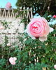 「おふさ観音の現在のバラの開花状況」