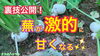 「【家庭菜園者必見！】野菜の糖度があがる方法　タネのハシモト」