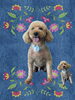 「Dog salon mofu mofu　余市町」