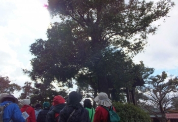 常安寺にある大きな天然記念物！ナギの木です。<br>この葉は横に切れても縦には切れないそうです！！