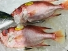 「魚魚市場鮮魚コーナーおすすめは「あじ」「レンコ鯛」です♪」