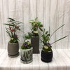 寄せ植え「お正月に飾りたい寄せ植え」