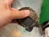 可愛い珍しい動物と出会おう「スッポンモドキが入荷しました！（熱帯俱楽部東川口本店）」