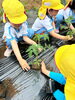 「トマトの苗植え🍅」