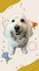 「Dog salon mofu mofu　余市町」