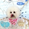 ビション　カット「⚓️6月の営業日⚓️🐶ビションフリーゼ、ダックス、トリミングのお友達⚓️」