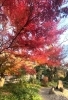 日本庭園の紅葉