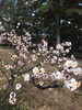 「今治市桜井も梅の見頃です」