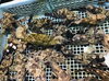 「魚魚市場鮮魚コーナーおすすめは「天然鯛」「天然ぶり」です♪」