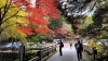美しいイロハモミジ「美しい紅葉🍁」