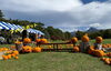 可愛いカボチャのフォトスポット🎃「秋の八ヶ岳・ビーナスラインおすすめツーリングコース＜第３弾＞【富士見町☆バイク預かり・レンタル専門店】」