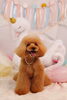 るなちゃん　smile「Anniversary photo　(^O^)／」