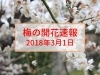 大阪 梅の開花速報をお届け 18年3月1日更新 大阪 梅の開花情報 まいぷれ 大阪市中央区