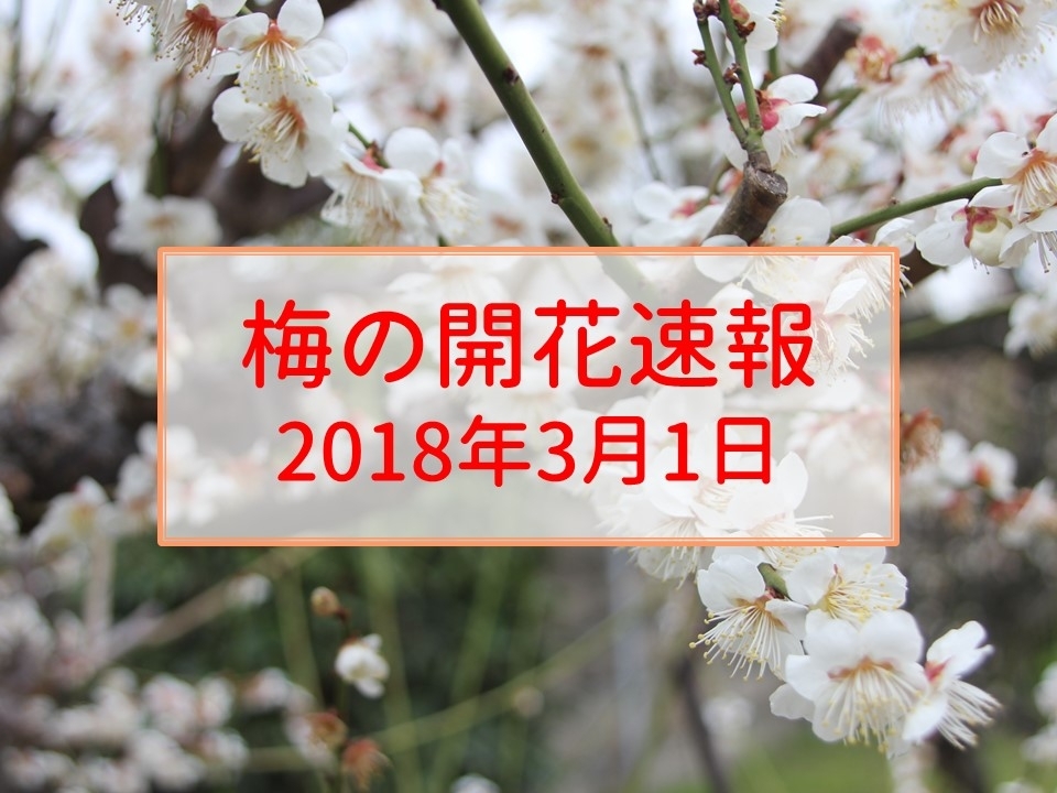 大阪 梅の開花速報をお届け 18年3月1日更新 大阪 梅の開花情報 まいぷれ 大阪市中央区 大阪 梅の開花速報をお届け 18年3月1日更新 大阪 梅の開花情報 まいぷれ 大阪市中央区