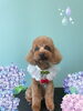 「Dog salon mofu mofu　余市町」
