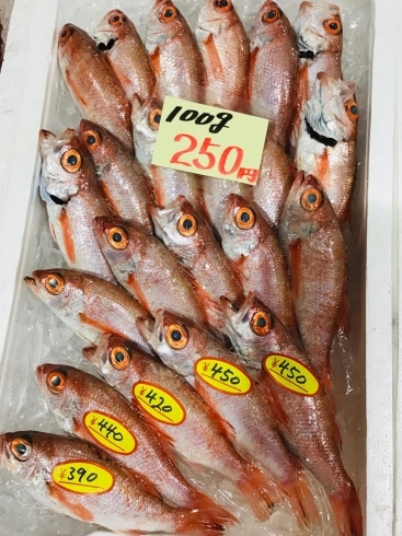 「魚魚市場鮮魚コーナーおすすめは「うちわエビ・ノドグロ」です♪」