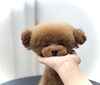 ぱぱ＆まま募集中　はれちゃん♡「ぱぱ＆まま募集中〜　^o^」