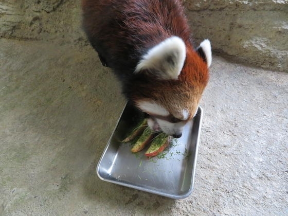 笹の粉をトッピングしたリンゴをおやつの時間に…「暑い夏を乗り切るために」