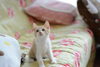 かわいいけれどお粗相が臭いの原因になることも・・・「お部屋のペットの臭いが気になる方はプロに任せてみませんか？【宮崎・ペット消臭・除菌消毒・清掃】」