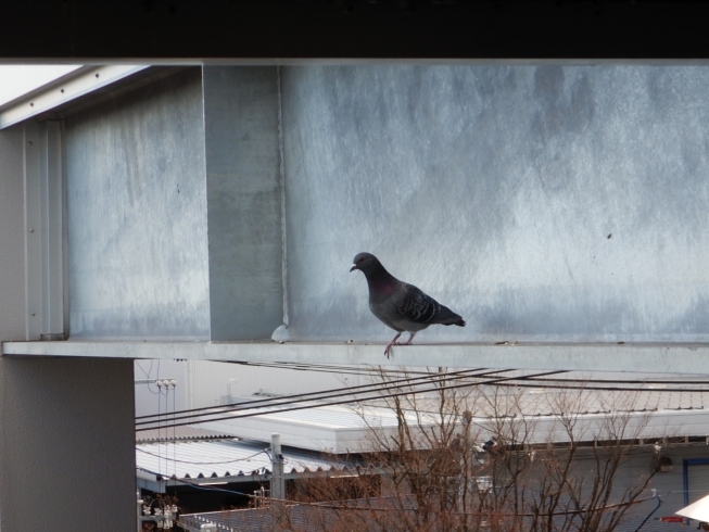 鳩がとまり糞の被害がありました。「鳩飛来防止　福島市」