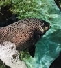 「魚魚市場鮮魚コーナーおすすめは「イシガキダイ・有頭エビ」です♪」