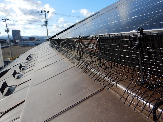 ソーラーパネルの隙間に鳥が侵入出来ないように施工「太陽光発電に鳥の巣が！」