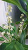 「今年も幸福の木に花が咲きました！」