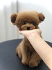 パパ＆ママ決まりました　^ - ^「ご家族きまりました　(*´ω｀*)」